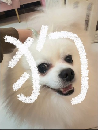 小红书:7777788888新版跑狗图-我字怎么写