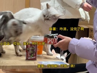 小红书:马会澳门正版资料查询-猫肉什么味道