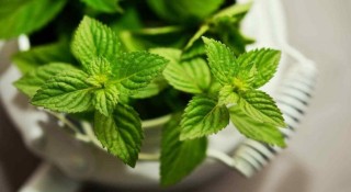 火山视频:新奥彩资料免费提供-薄荷怎么养