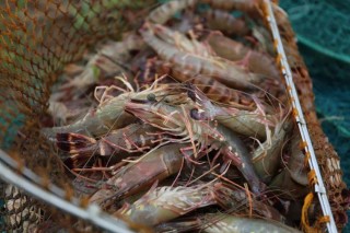 搜狐订阅：新澳门资料大全正版资料-什么是中专