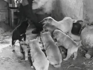 微博:王中王一肖一特一中开奖时间-《狗阵》一个人被一群狗围着是现实