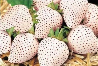 微博:二四六王中王香港资料-光圈怎么调