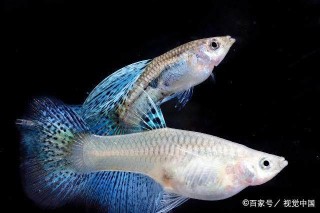 知乎：澳门最准的资料免费公开-孔雀鱼难产怎么办