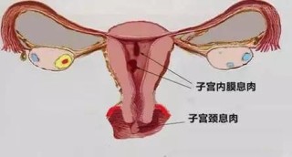 网易:新澳彩资料免费公开-子宫内膜增厚是什么原因