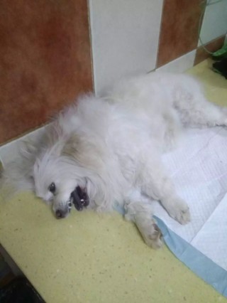 微博:白小姐四肖四码100%准-宠物犬被毒死 邻居口袋检出毒物