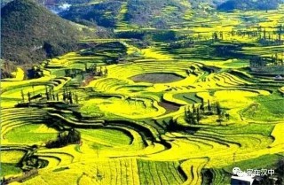知乎：澳门正版资料大全免费六肖-油菜花什么时候开