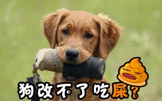 搜狐:2O24澳彩管家婆资料传真-狗为什么喜欢吃屎呢