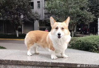 搜狐:2024香港内部正版大全-柯基犬为什么要断尾巴