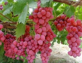 阿里巴巴:2024澳门天天开好彩大全-葡萄不能和什么一起吃