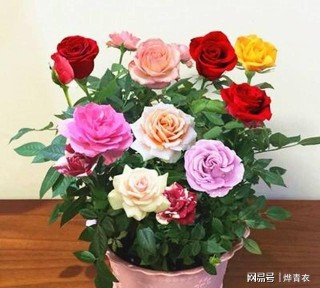 网易:新澳彩资料免费资料大全客家娘-36朵玫瑰花代表什么意思