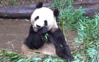 百度平台:白小姐一肖期期中特开奖-大熊猫爱吃什么