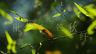 网易:新澳门一码一肖100精确-蒹葭是什么植物