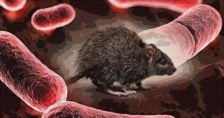 抖音视频:香港正版内部资料大公开-黑死病是什么