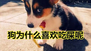 搜狐:2O24澳彩管家婆资料传真-狗为什么喜欢吃屎呢