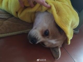 微博:王中王一肖一特一中开奖时间-狗狗能看见什么颜色