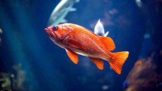 阿里巴巴:二四六香港天天开彩大全-曼龙鱼能和什么鱼混养
