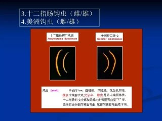 搜狐:2024澳门今晚开奖号码-竹叶青是什么茶
