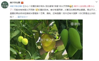 微博:新澳门免费资料大全精准版-鳄梨是什么水果