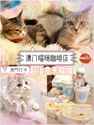 小红书:马会澳门正版资料查询-猫肉什么味道