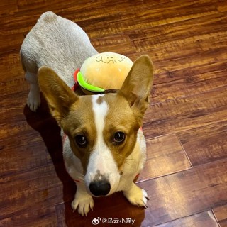 搜狐:2024香港内部正版大全-柯基犬为什么要断尾巴