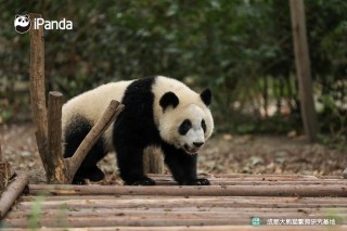 百度平台:白小姐一肖期期中特开奖-大熊猫爱吃什么