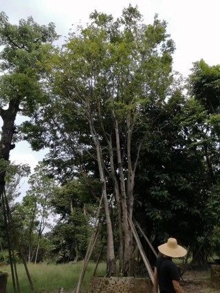 火山视频:澳门王中王100%资料2023-朴树是什么树