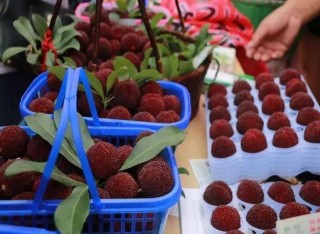 搜狗订阅:新奥资料免费精准新奥生肖卡-如意是干什么用的