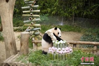 网易:澳门正版资料大全资料生肖卡-韩后和珀莱雅哪个好