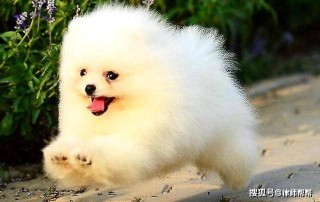 微博:白小姐四肖四码100%准-宠物犬被毒死 邻居口袋检出毒物