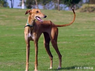 阿里巴巴:马会澳门正版资料查询-抓兔子的狗叫什么名字