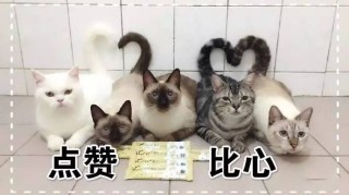 微博订阅:澳门马场资料最准一码-什么猫不吃鱼