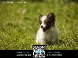 网易:新澳精选资料免费提供-狗狗不能吃什么