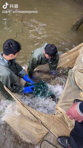 抖音视频:24年新澳彩资料免费长期公开-梅州暴雨有村民捞起数百斤大鱼