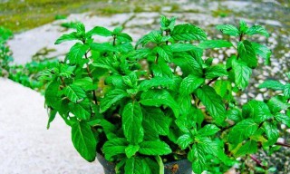 火山视频:新奥彩资料免费提供-薄荷怎么养