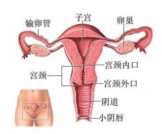 搜狐:澳门资料大全 正版资料查询-女人哪个洞是阴道