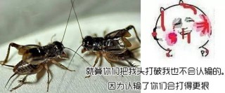 火山视频:2024香港图库免费资料大全看-小龙虾吃什么食物