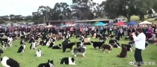 微博:王中王一肖一特一中开奖时间-《狗阵》一个人被一群狗围着是现实