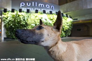 搜狐:新澳精准资料免费提供-狗喜欢什么颜色