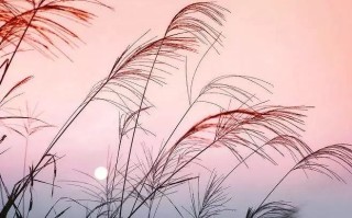 网易:新澳门一码一肖100精确-蒹葭是什么植物
