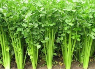 搜狐订阅：2024澳门天天开好彩资料-虎毒不食子是什么意思