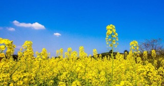 知乎：澳门正版资料大全免费六肖-油菜花什么时候开