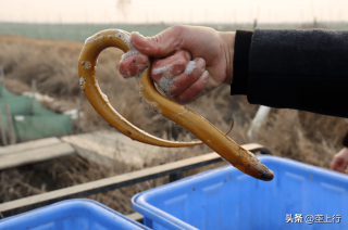 百家号:澳门一肖一码100%精准王中王-鳝鱼与什么食物相克