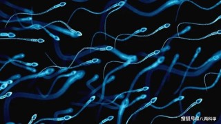 知乎：澳门王中王六码新澳门-精子长什么样