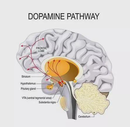 搜狐:新澳门精准资料期期精准-分泌多巴胺是什么意思  第1张