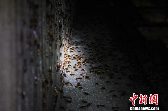 中新网:香港免费三中三重一组-蟑螂的天敌是什么  第2张