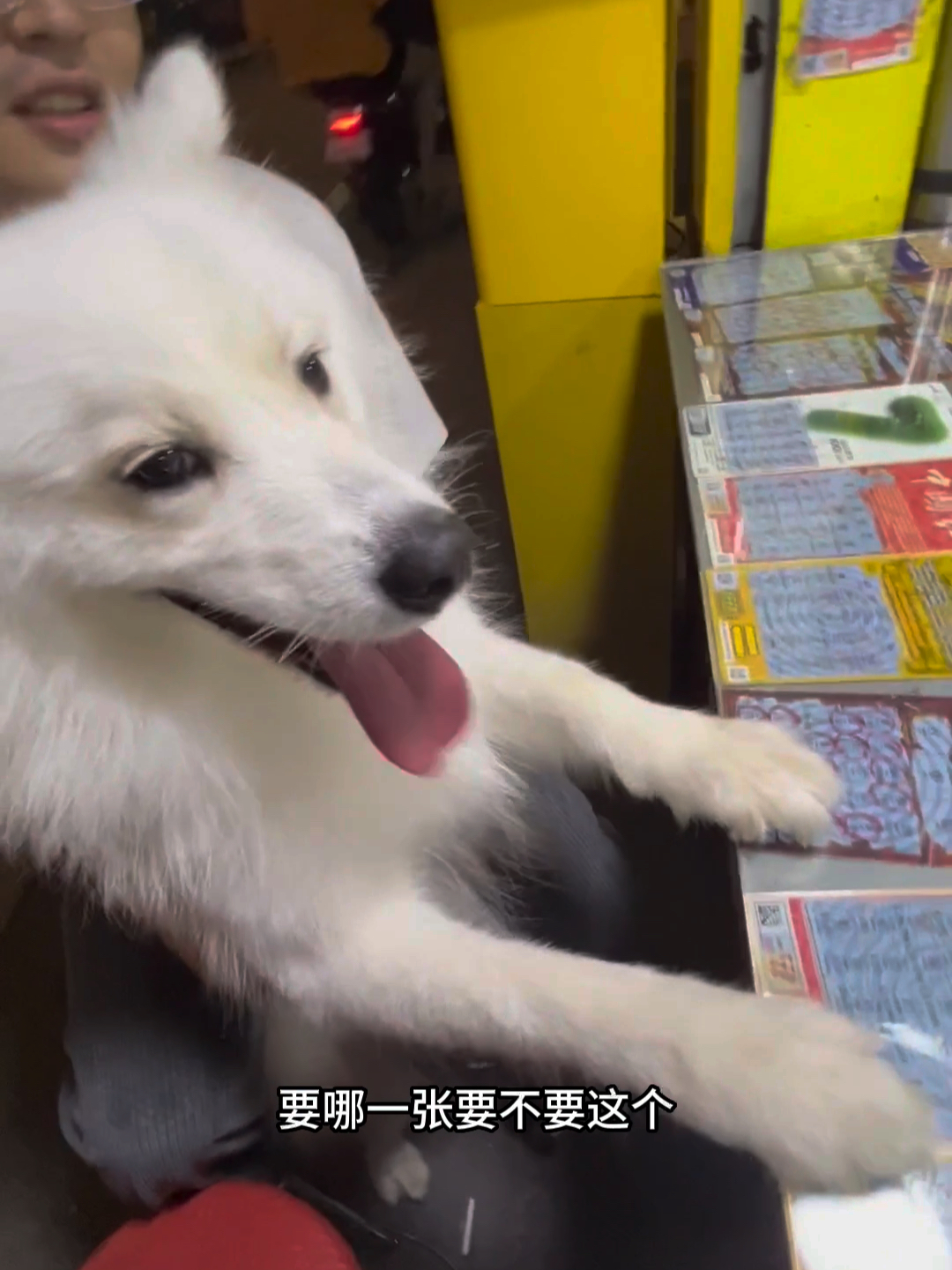 微博订阅:白小姐一肖一码期准今晚开奖-哮天犬是什么狗  第1张
