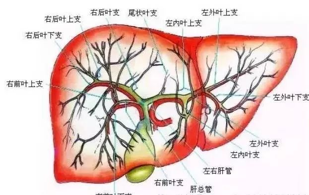 搜狗订阅:王中王中特网资料大全-胆囊炎是什么病  第3张