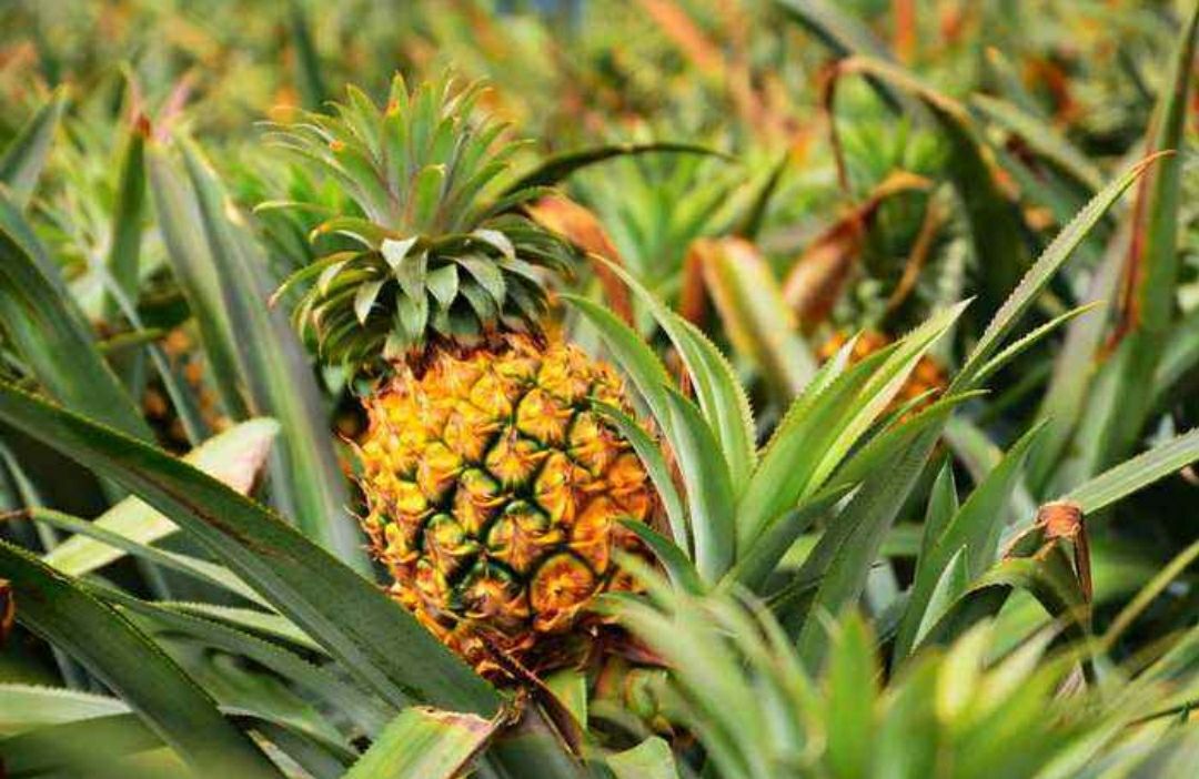 网易:新澳资料最准的网站-菠萝生长在哪个省份  第2张