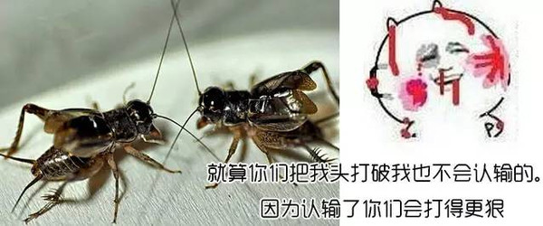 火山视频:2024香港图库免费资料大全看-小龙虾吃什么食物  第2张