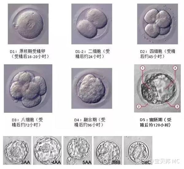 微博:新奥资料免费精准-胚胎和囊胚有什么区别  第1张